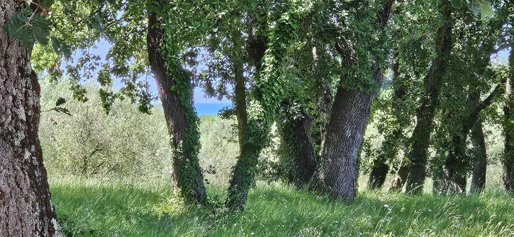 Apartmán Sofia Adria Porec