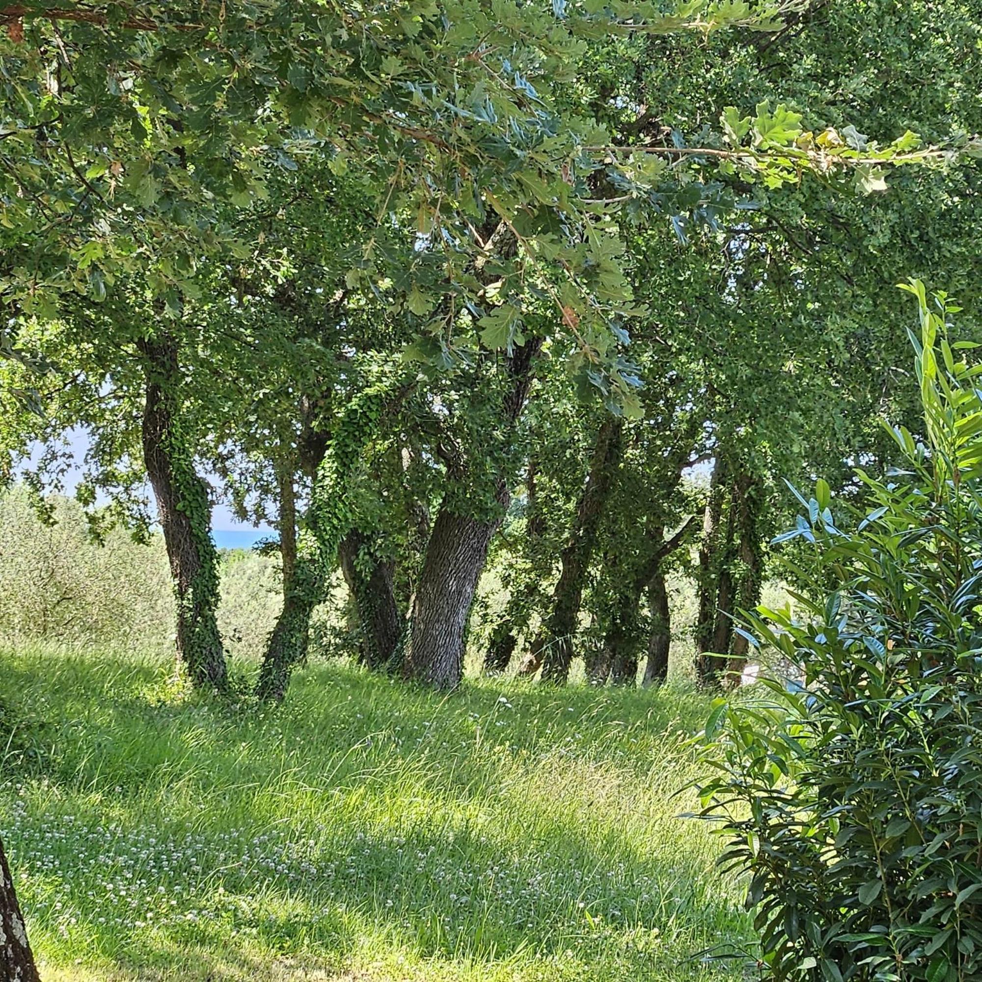 Sofia Adria Apartmán Porec